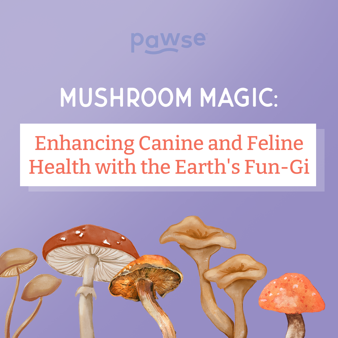 Exploring the Might of Pawse Mighty Mushrooms for Cats and Dogs